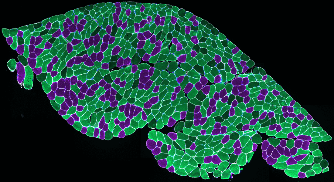 Microscopy images