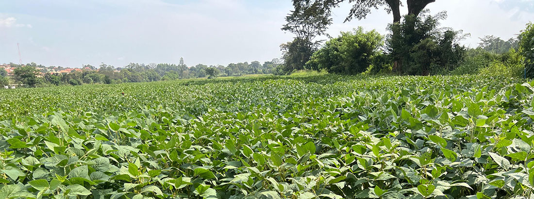 Soybean plants