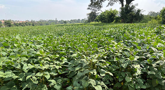 Soybeans