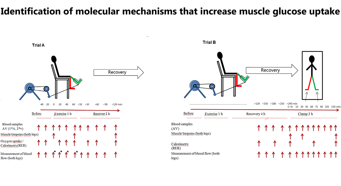 muscle glucose