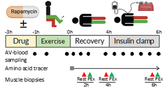 RAPA insulin