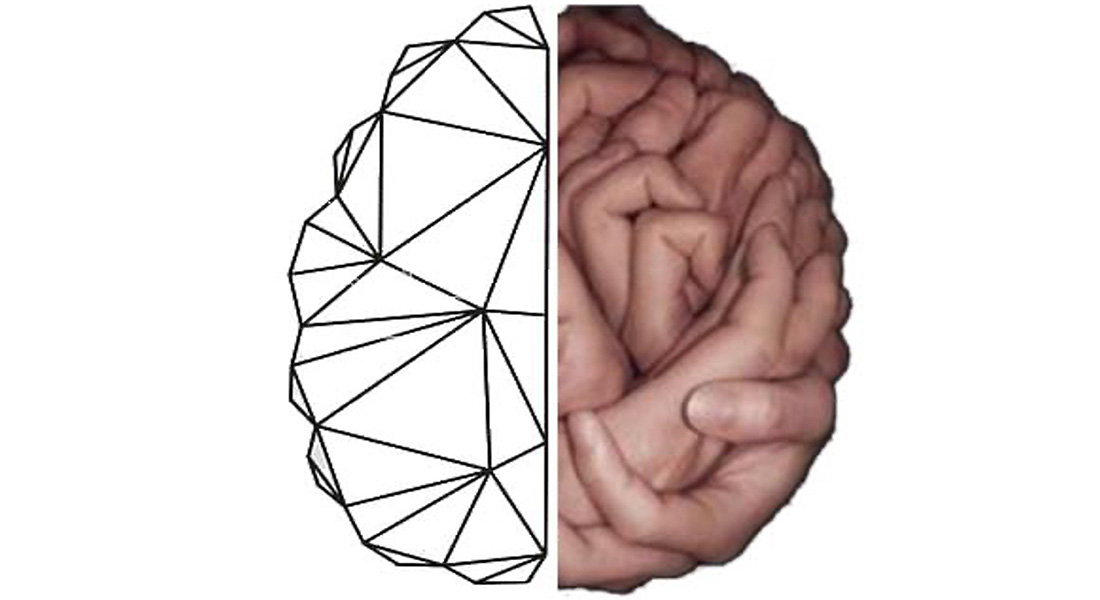 Brain