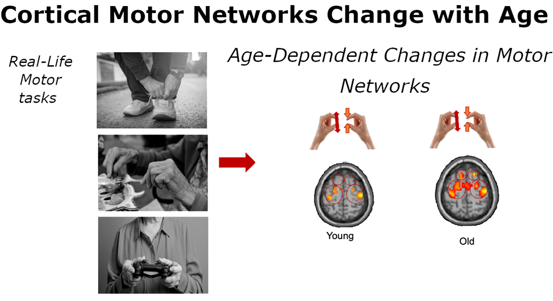 Age-Dependent Changes in Motor Networks