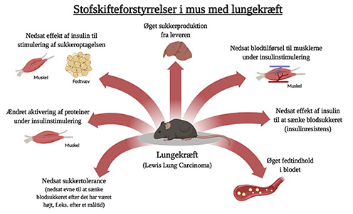 Figur af stofskifteforstyrrelser i mus med lungekræft